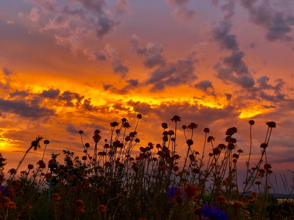 Blumenwiese im Gegenlicht bei farbigem Abendhimmel