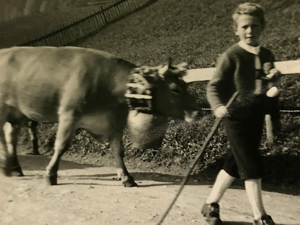 Altes Foto von einem Knaben unterwegs mit einer Kuh.
