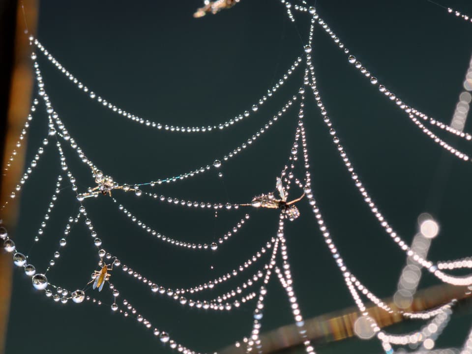 Morgentau-Tropfen Perlen aufgereiht an Spinnfäden, im Spinnennetz gefangen einige Insekten.
