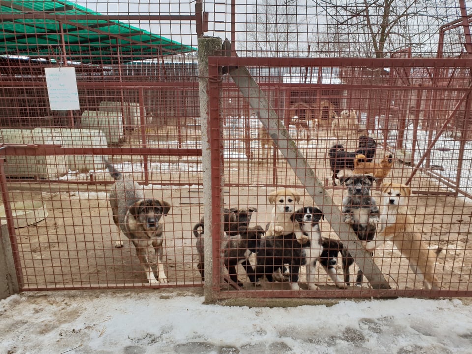 Handel mit Hunden Mein Hund aus dem Radio SRF 1 SRF