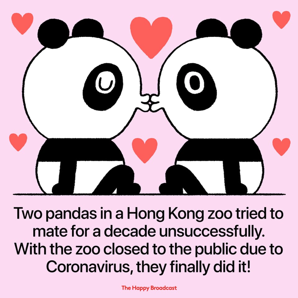 Illustration von zwei Pandas