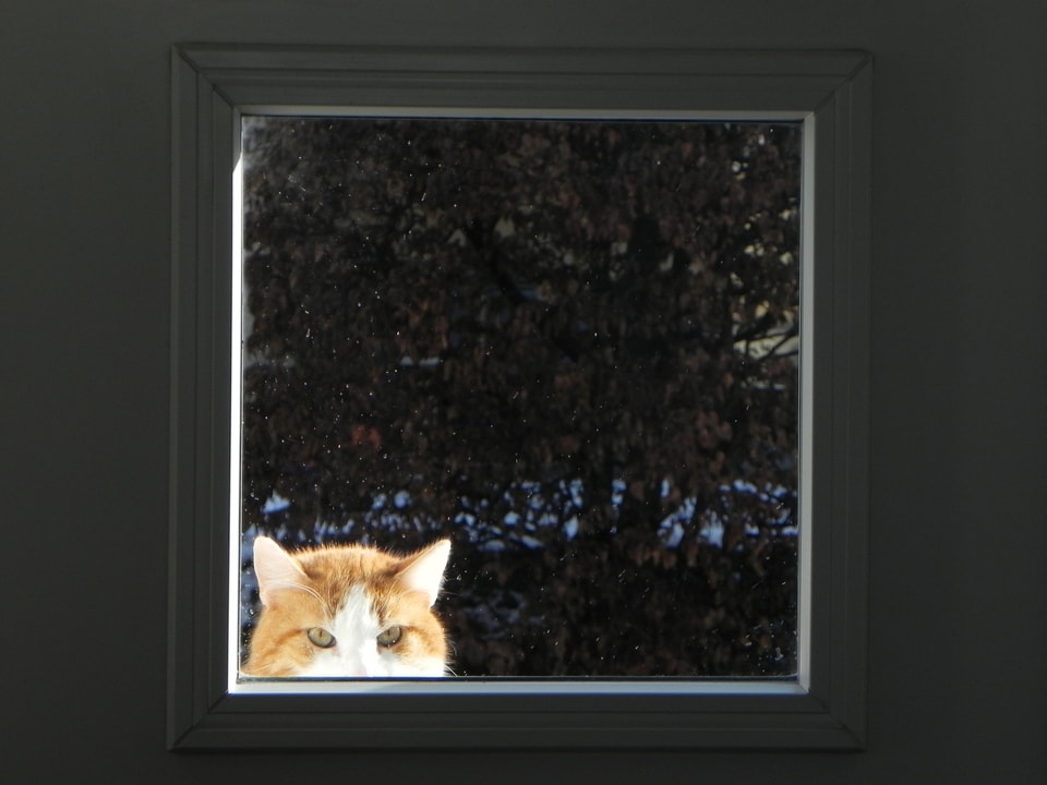 Katze hinter einer Fensterscheibe.