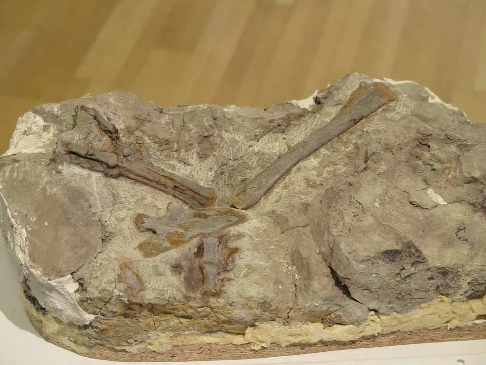 Fossilienfund: Stein mit deutlich sichtbaren Knochenstücken
