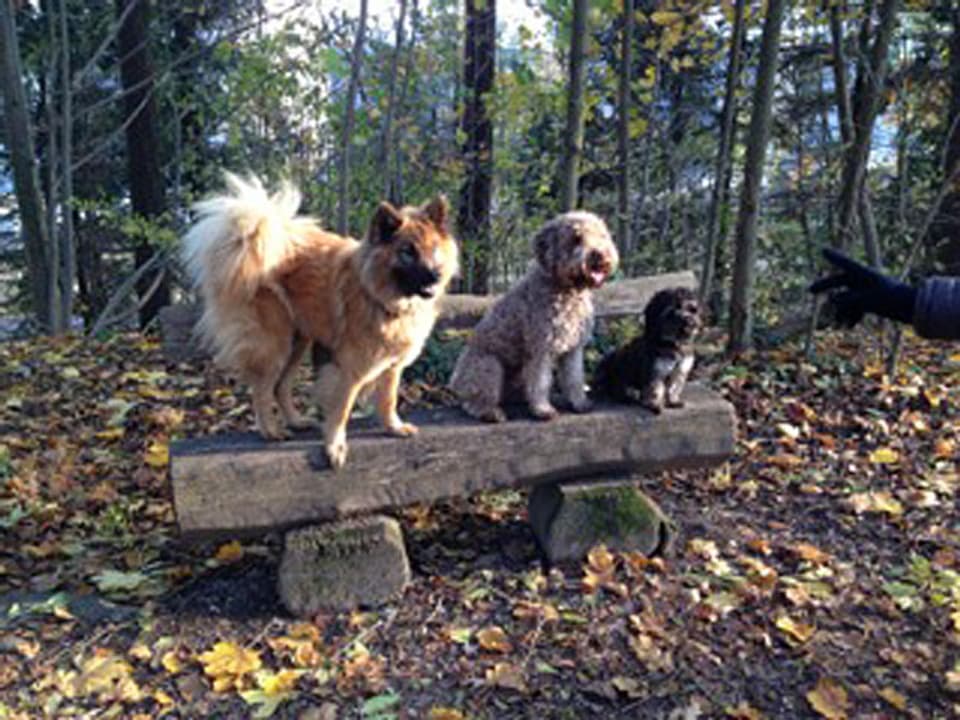 3 Hunde auf einer Holzbank.