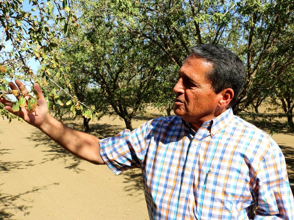 Bauer Mark Borba untersucht das Blatt eines Mandelbaumes.