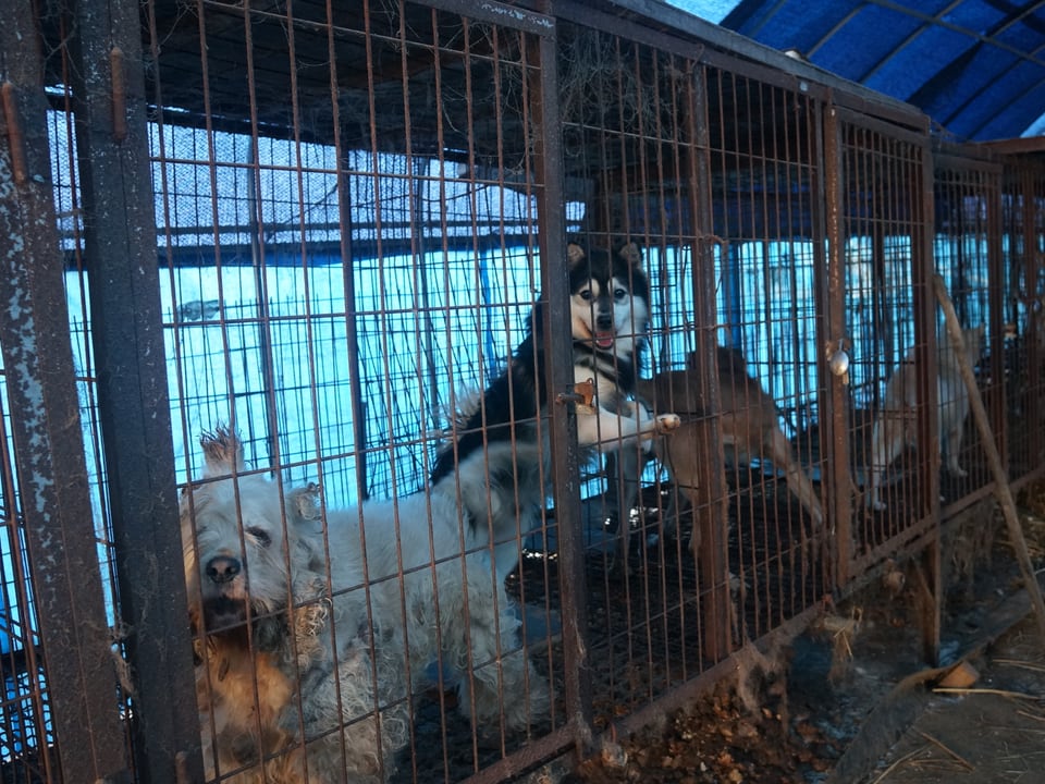 Die Haltungsbedingungen für Schlachthunde in Südkorea sind katastrophal.