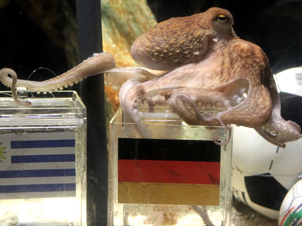 Krake Paul in seinem Aquarium vor einem Plexiglas-Behälter.