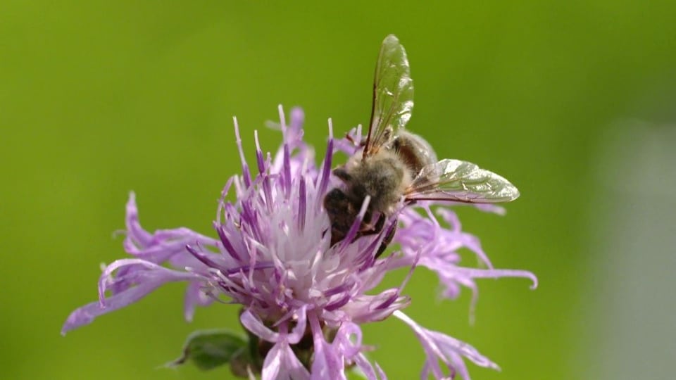 Auf dem Bild sieht man eine Biene auf einer Pflanze.