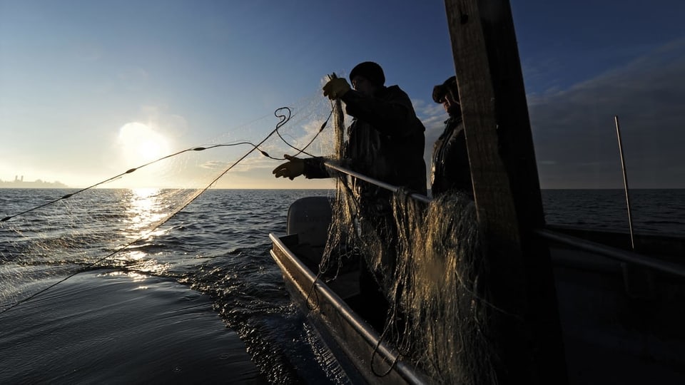 Zum ersten Mal überhaupt gibt es im Bodensee keinen Laichfischfang