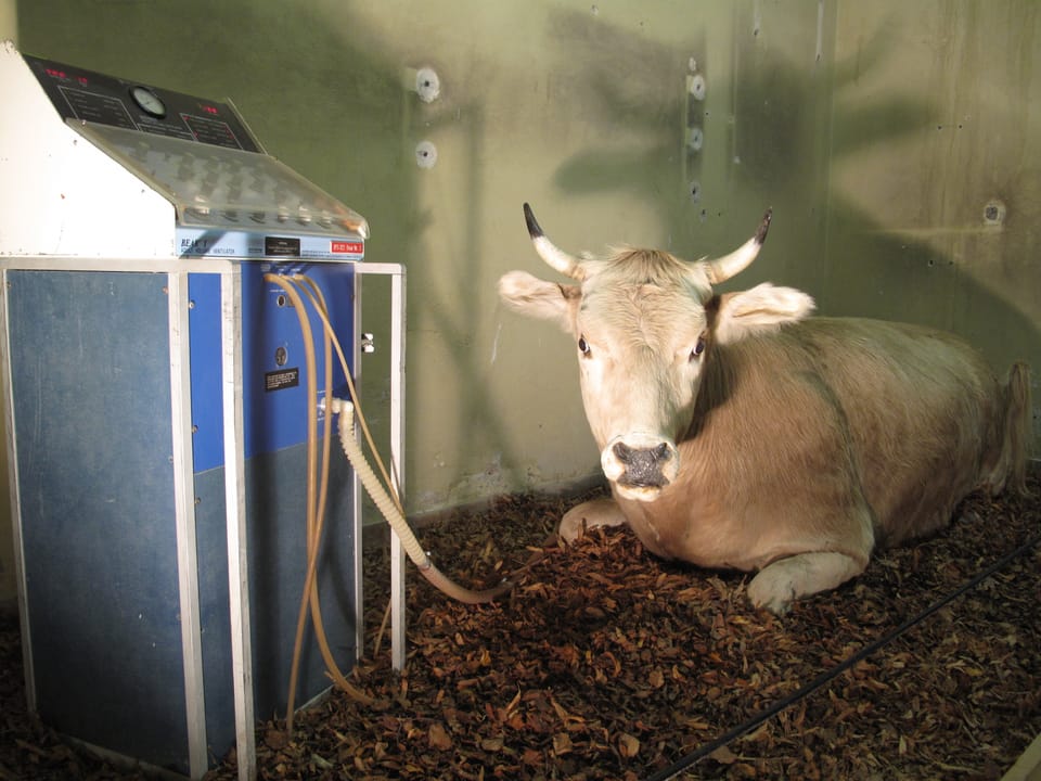 Kuh Lotti an der Beatmungsmaschine. Eine Installation von Wetz. 