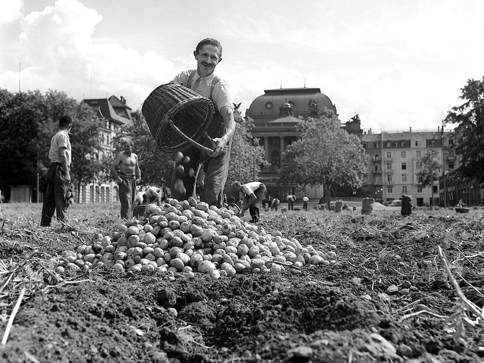 Kartoffelernte auf dem Sechseläutenplatz während des Zweiten Weltkrieges. 