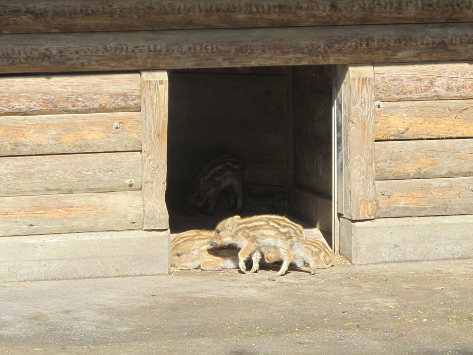 Wildschwein-Frischlinge liegen in der Sonne.