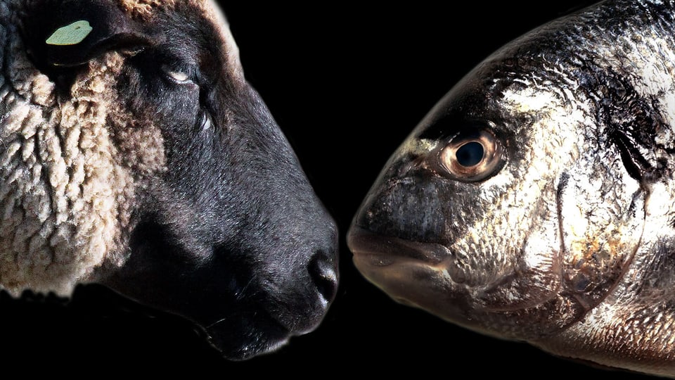 Ein Schaf und ein Fisch schauen sich in die Augen