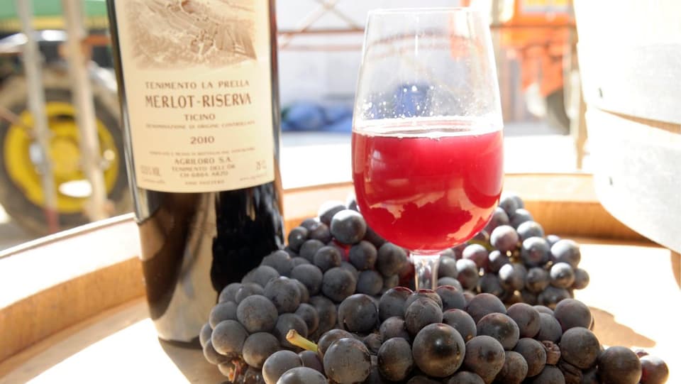 Reife Merlot Trauben mit einer Flasche Rotwein