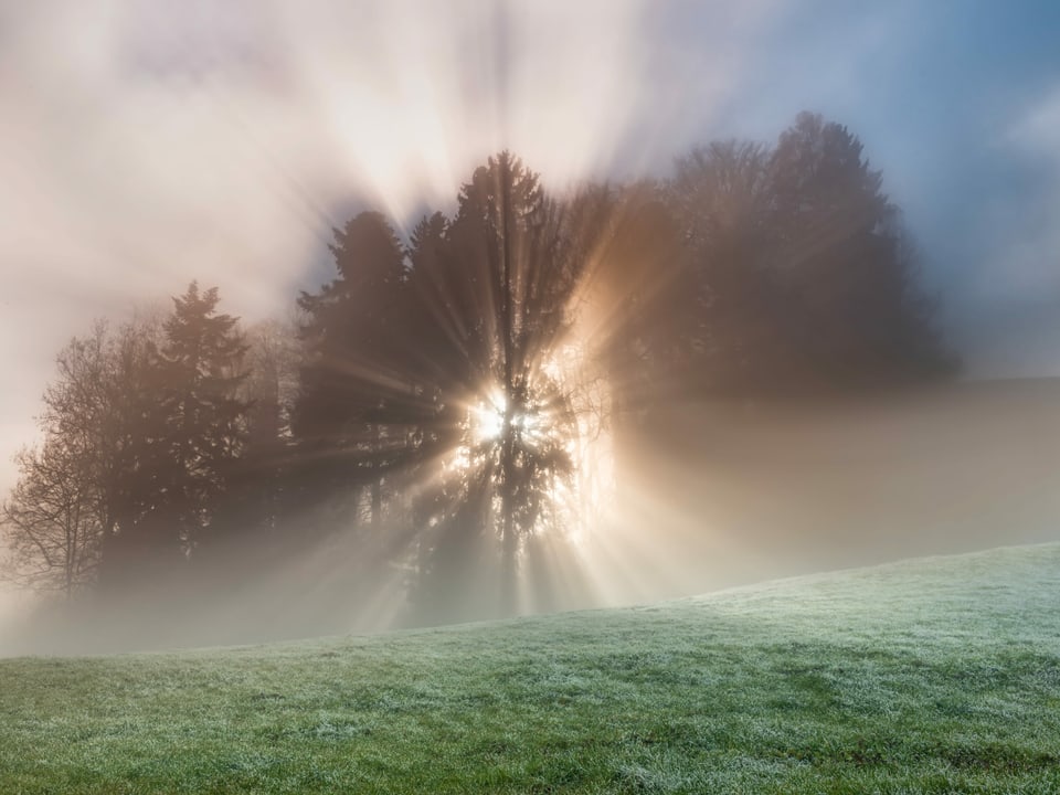 Sonne strahlt hinter den Bäumen in den Nebel.