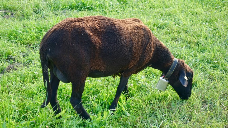 Ein unmotiviertes Schaf während der Schafskälte in der Region Winterthur.
