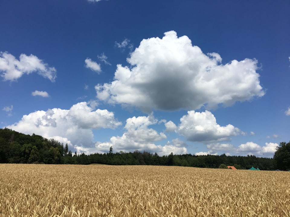 14. Juli Weisse Quellwolken über gelbem Kornfeld, blauer Himmel.