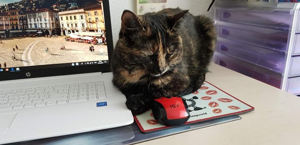 Katze sitzt auf Schreibtisch neben Notebook und betrachtet Maus. 