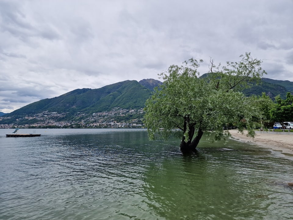 Ufer eines Sees mit viel Wasser, das einen Baum am Ufer 