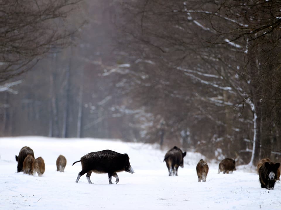 Wildschweine im Wald auf der Suche nach Futter mitten im tiefen Winter. 