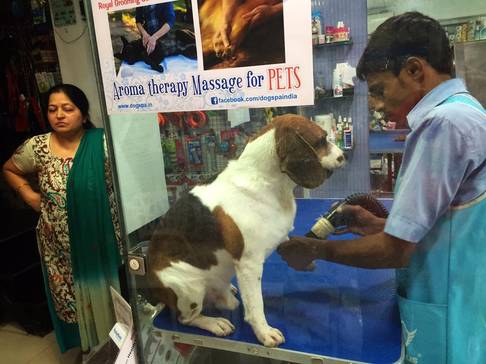 Unterhalb einer Aufschrift «Aroma therapy Massage for Pets» wird ein Hund behandelt. 