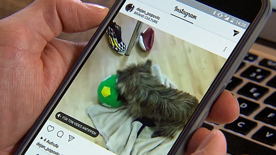 Eine Hand hält ein Smartphone mit einem Instagram-Katzen-Video.