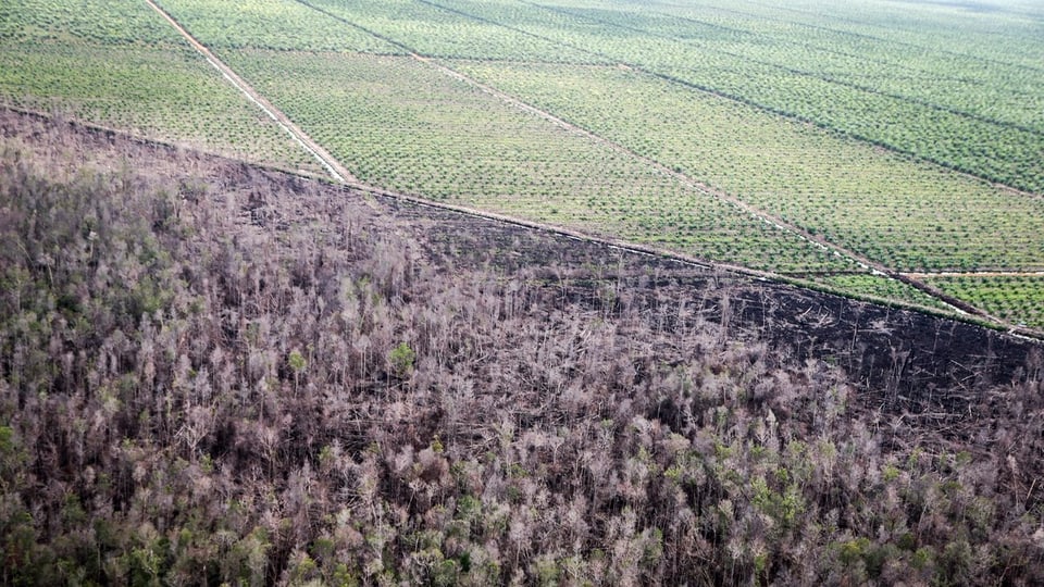 Höchst umstritten: Marktöffnung für Palmöl