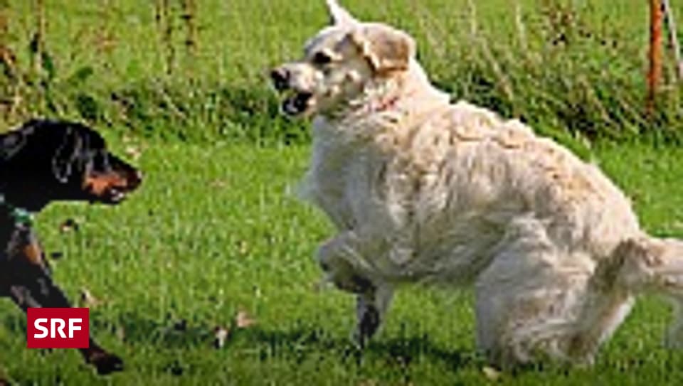 Was tun, wenn der Hund gebissen wird Ratgeber SRF