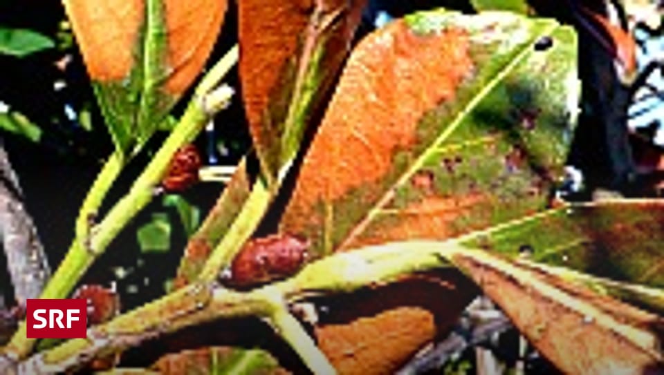 Frostschäden im Garten Ratgeber SRF