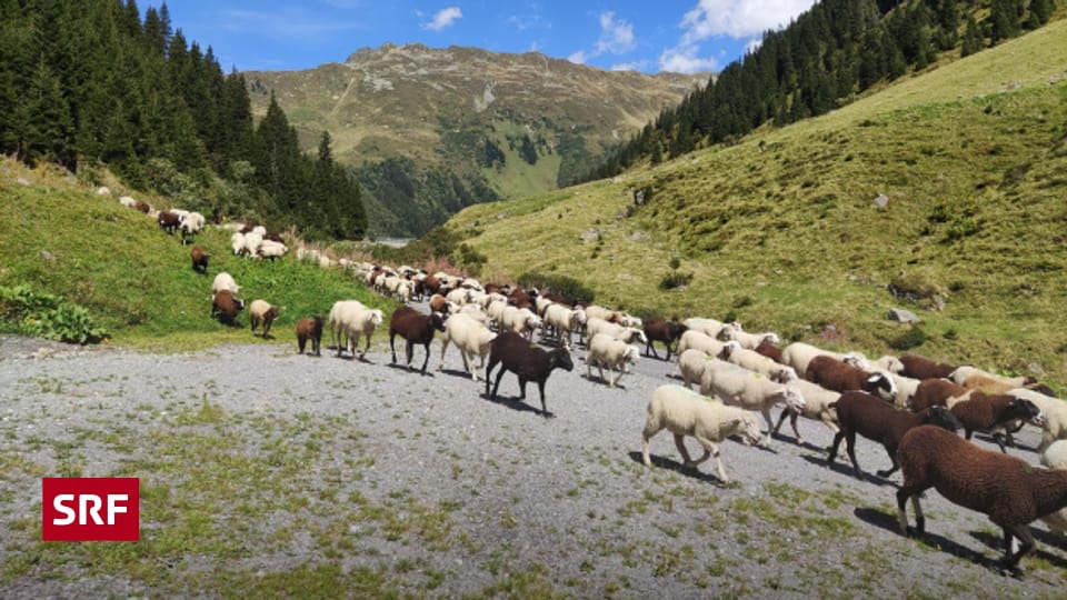 Nach Wolfsrissen Alp bei Klosters frühzeitig entladen Regionaljournal Graubünden SRF