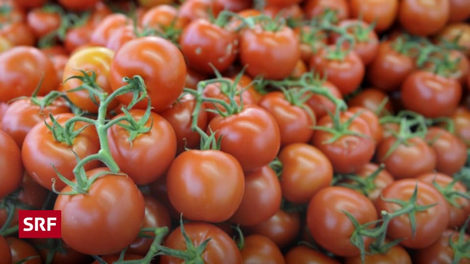 Wann sind Tomaten Schweizer Tomaten? Regional Diagonal SRF