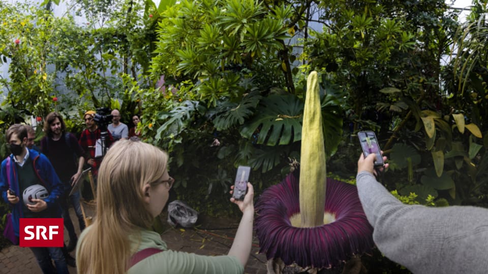 ZH Grosse Aufregung um «Stinkblume» in Zürich Regional Diagonal SRF