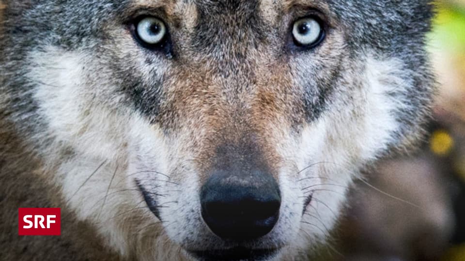 Der Wolf hilft dem Wald Regionaljournal Ostschweiz SRF