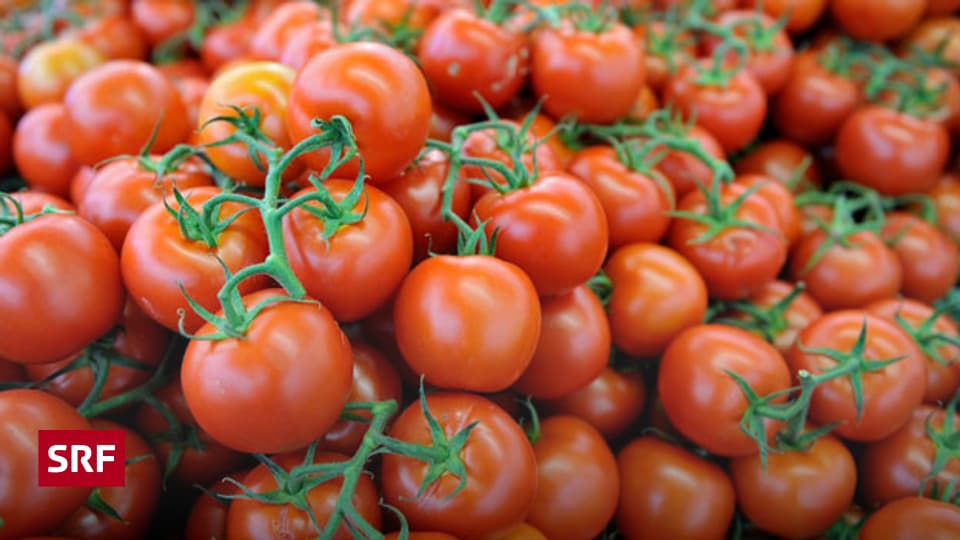 Tomate mit Geschmack eine Glückssache? A point SRF