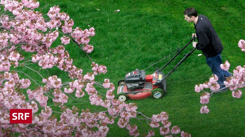 Richtig Rasenmähen - Ratgeber - SRF