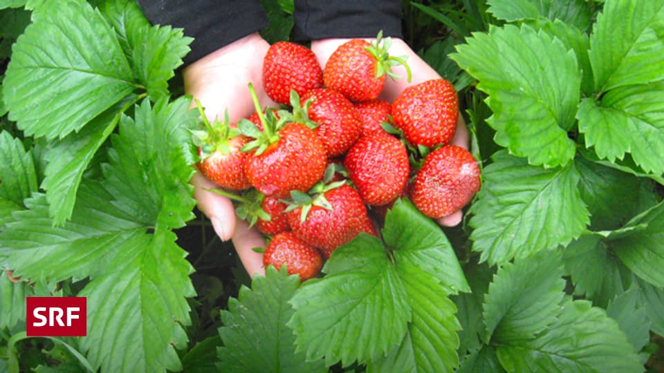 Jetzt aromatische Erdbeeren selber pflanzen Ratgeber SRF