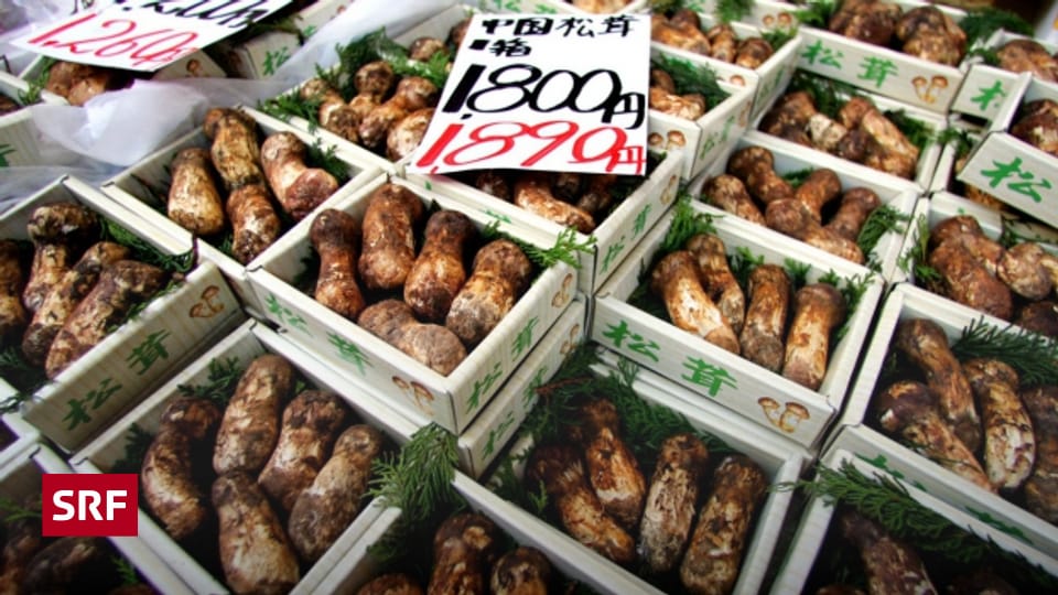 Matsutake Japanischer Edelpilz A point SRF