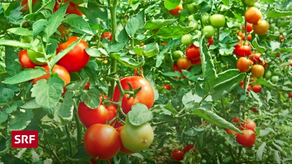 Die Tomate Von der Zierpflanze zum beliebtesten Gemüse der Welt A