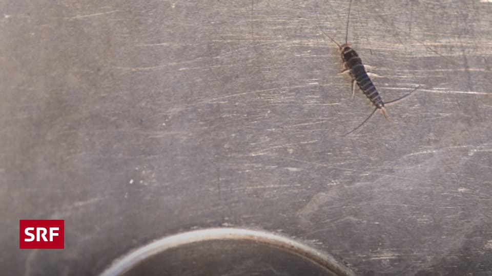 Silberfische und Papierfischchen im Haus Trick 77 SRF