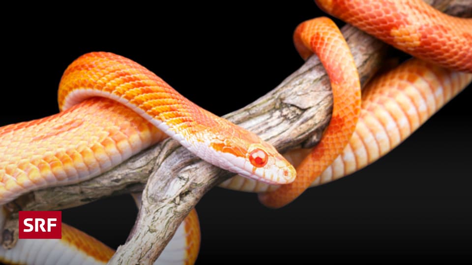 Schlangen als Haustier - Ratgeber - SRF