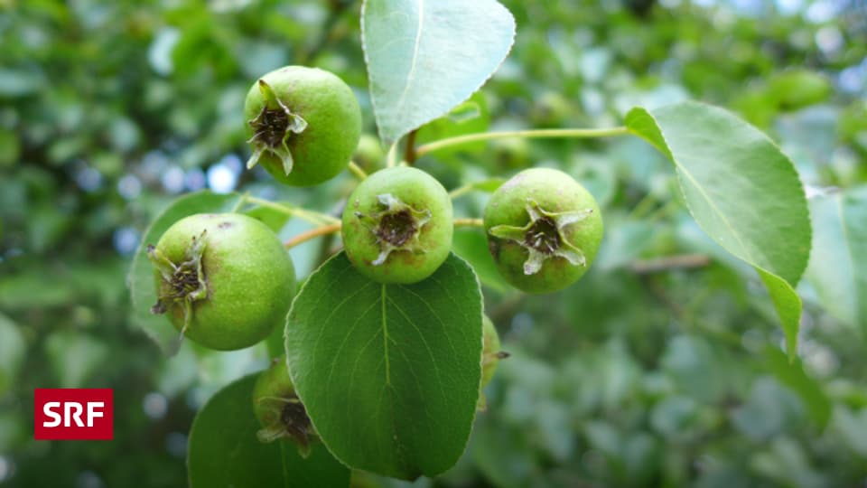 Wilde Früchte Wildbirne und Wildapfel jetzt setzen Ratgeber SRF