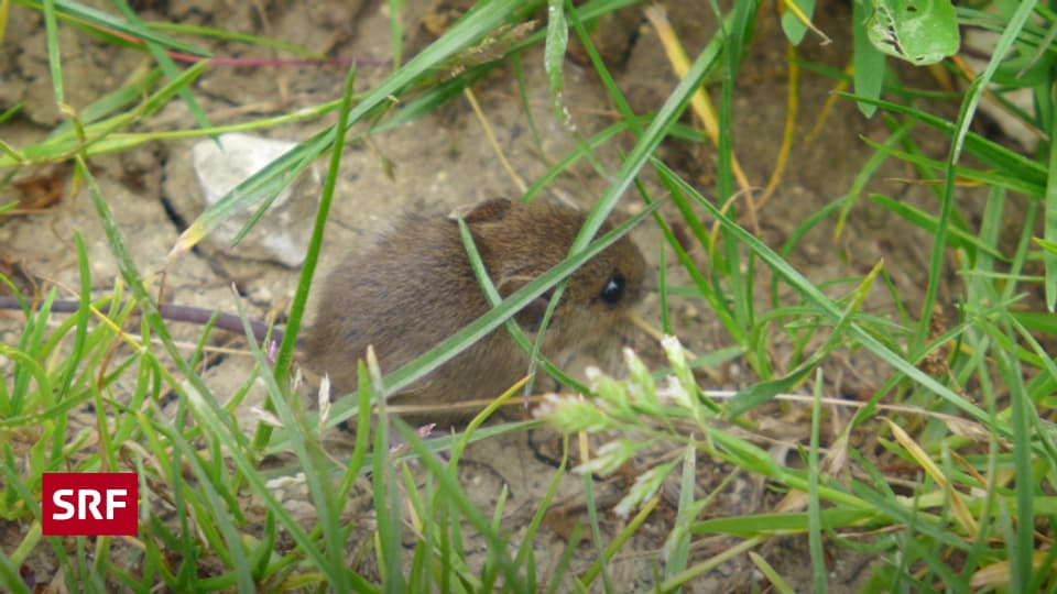 Die Maus im Garten Ratgeber SRF