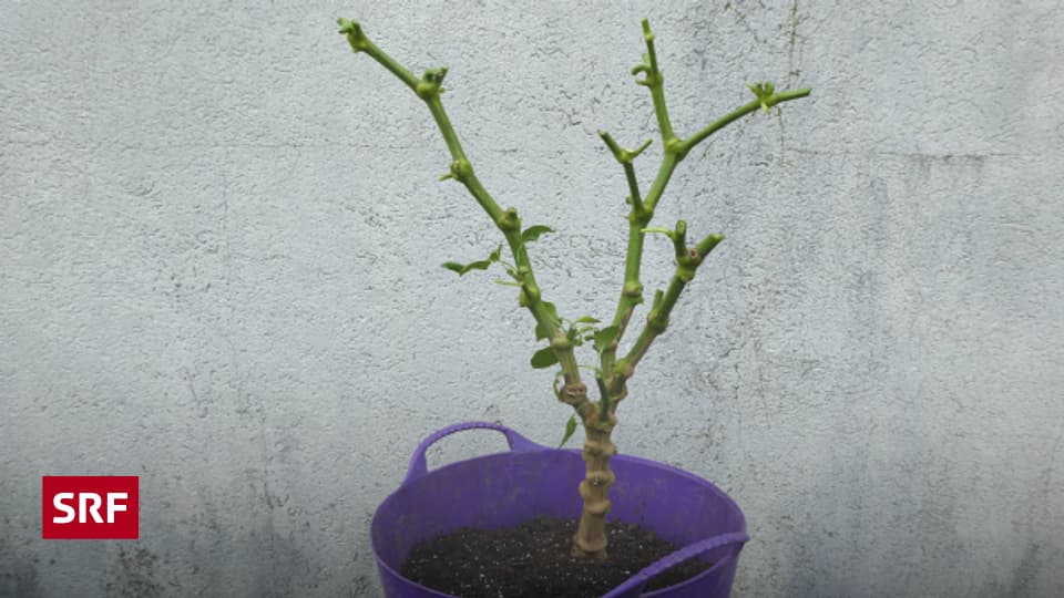 Chilis überwintern Ratgeber SRF