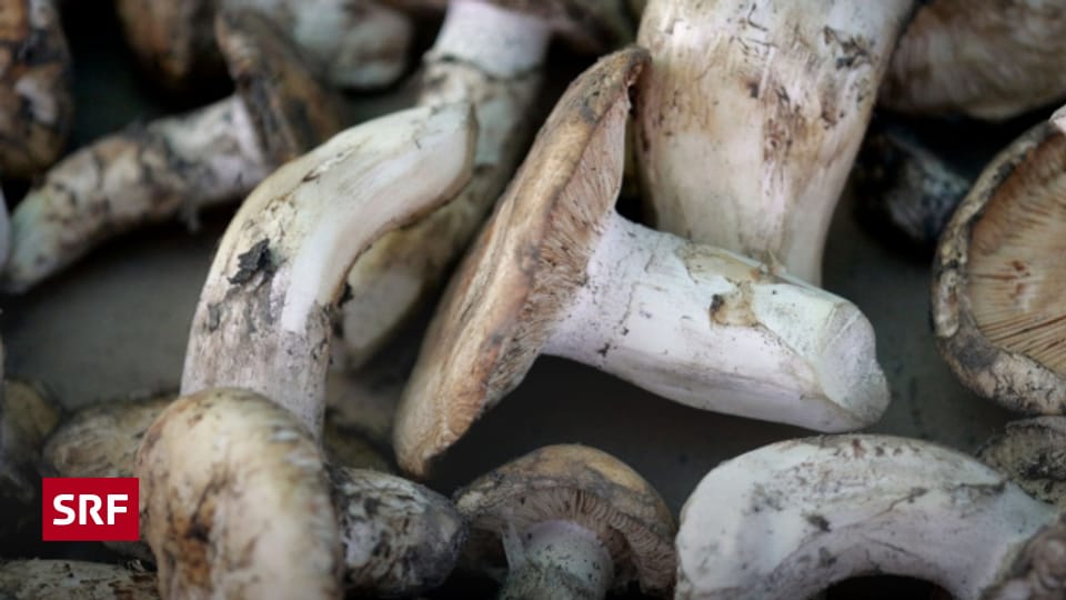 MatsutakePilz 100 Sekunden Wissen SRF