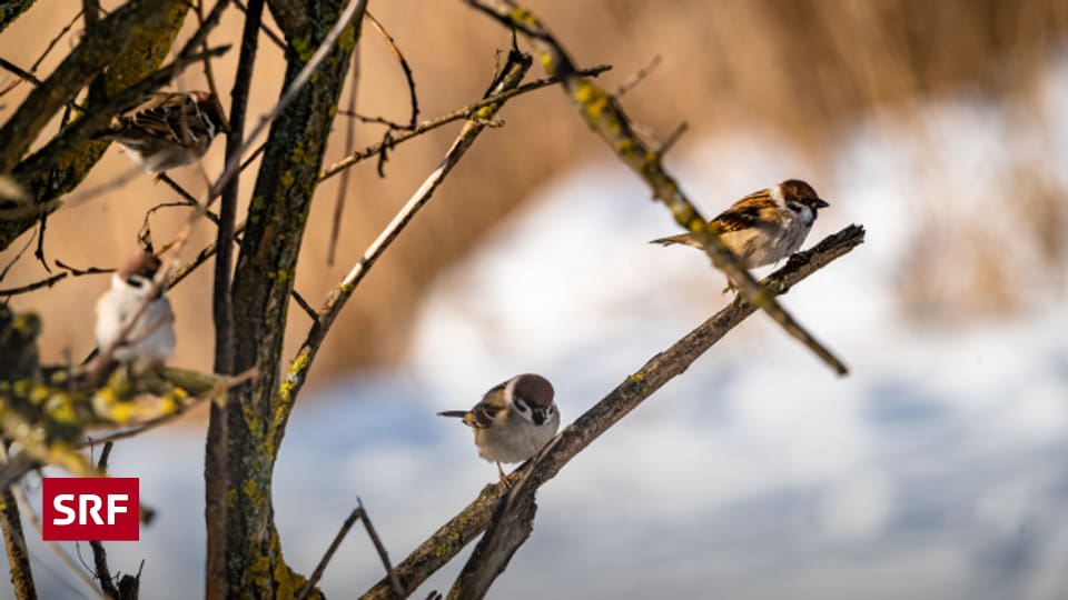 Die Vögel zwitschern leiser als früher Echo der Zeit SRF