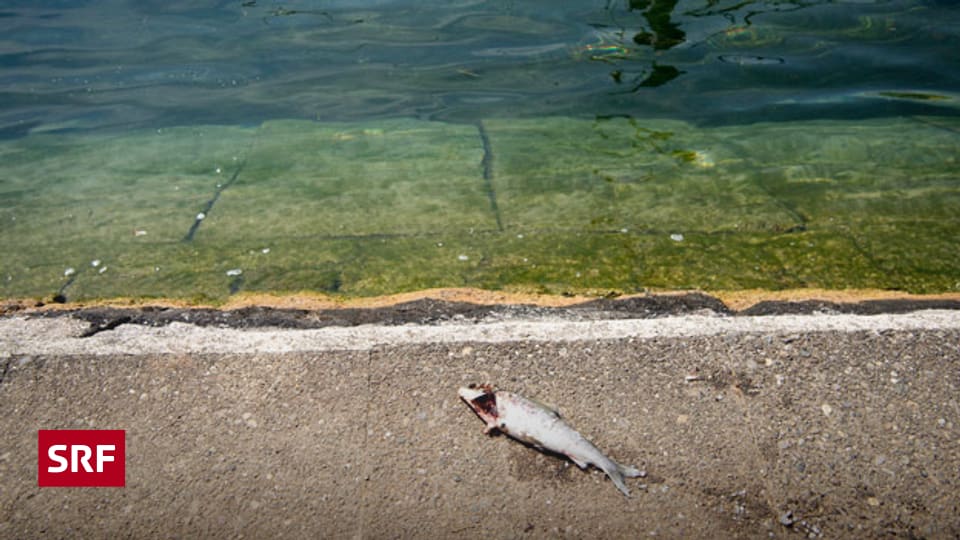 Hitze Schweizer Fische sterben tonnenweise Echo der Zeit SRF