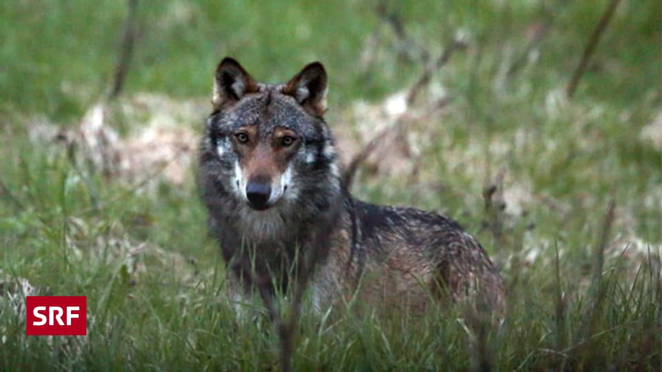 Bundesrat will Lockerung des Wolfsschutzes - Rendez-vous - SRF