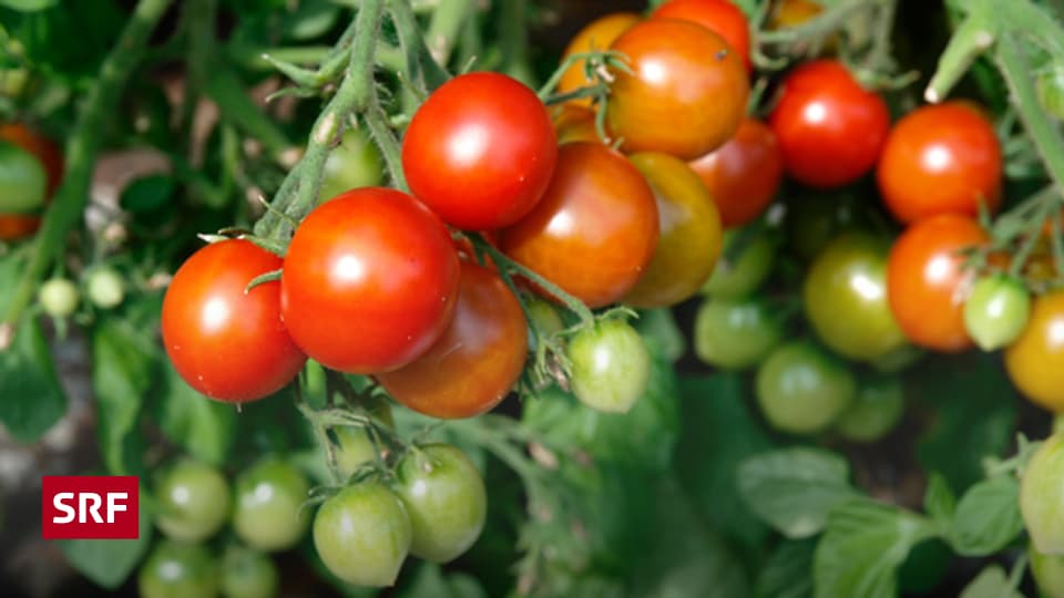 Die Tomate eine Frucht? Mailbox SRF