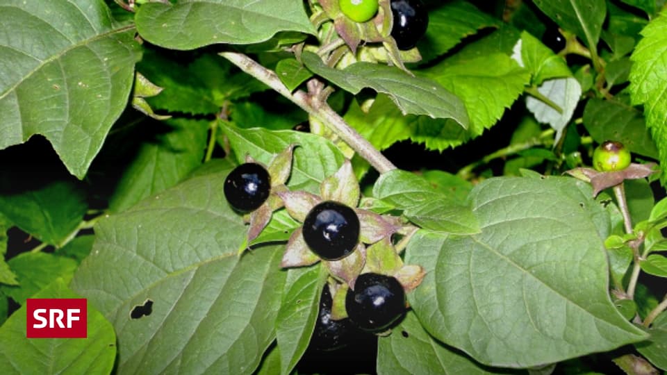 Belladonna öffnet Ihre Blume Belladonna öffnet Ihre Blume
