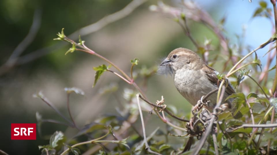 42+ Der Vogelfreundliche Garten, So konnten innerhalb drei jahre